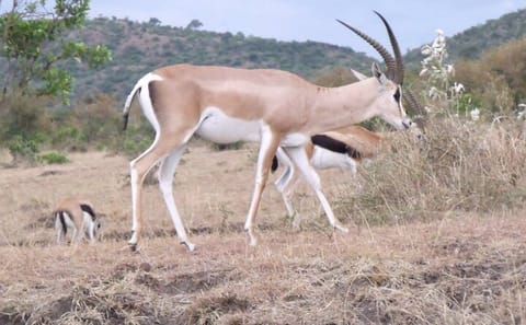 Half-Day Nairobi National Park Tour from Nairobi