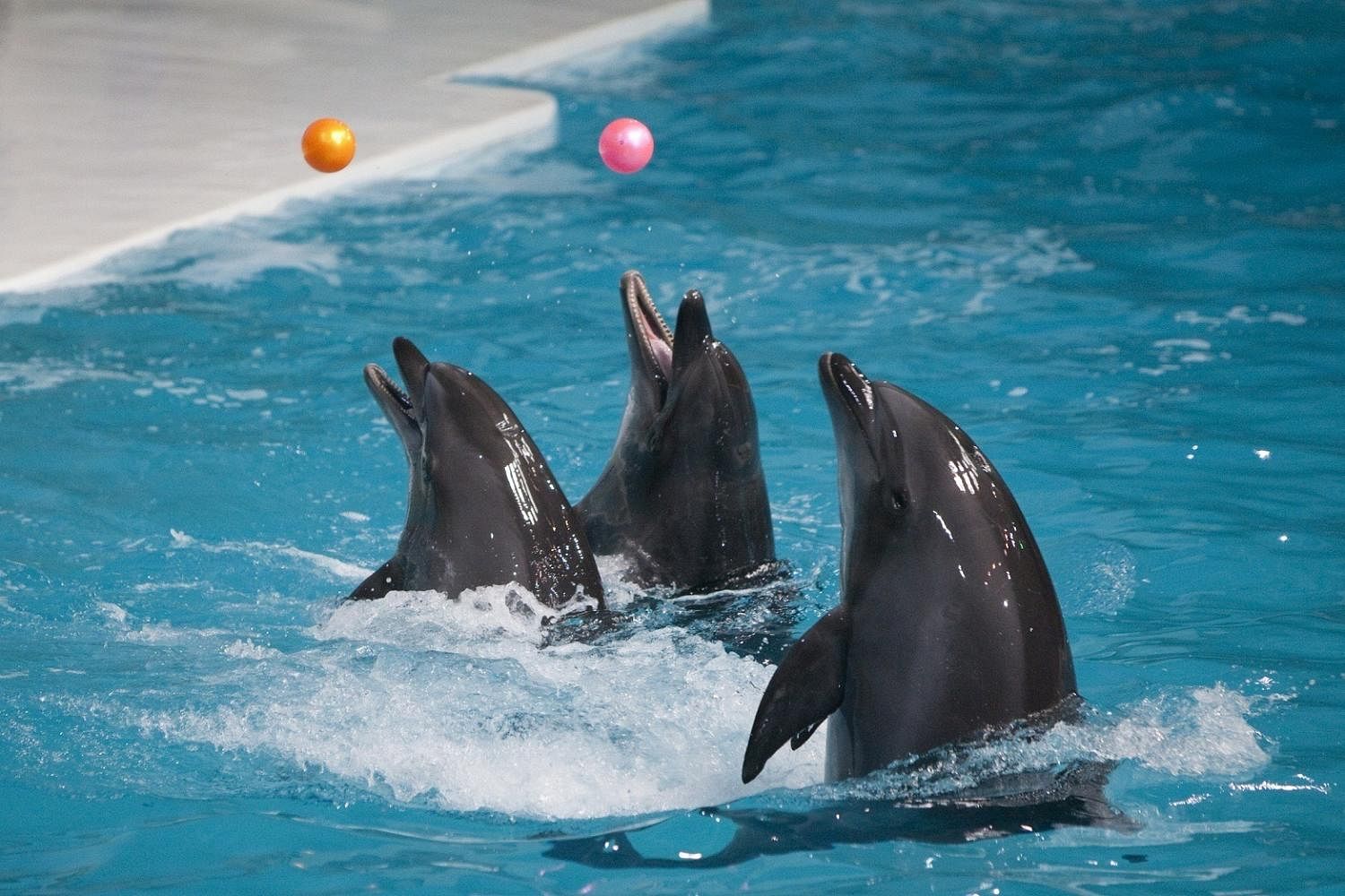 Dubai Dolphinarium Ticket with Daytur
