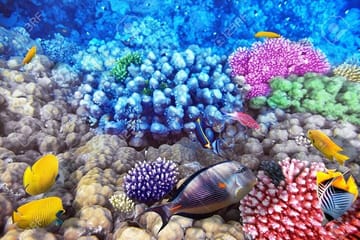 Semi Submarine Tour to Explore Sharm El Sheikh's Marine Life