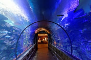 Hurghada Grand Aquarium Admission and Guided Tour