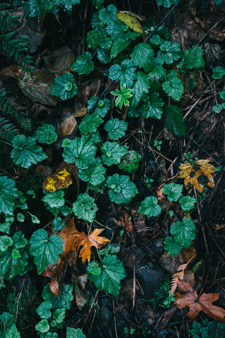 Forest