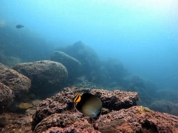 Scuba Diving Tour in Hikkaduwa and Arugam Bay