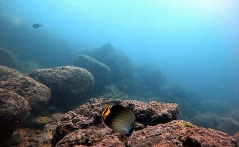 Scuba Diving Tour in Hikkaduwa and Arugam Bay