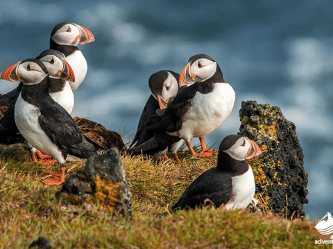 Vestmannaeyjar Day Tour, photo 4