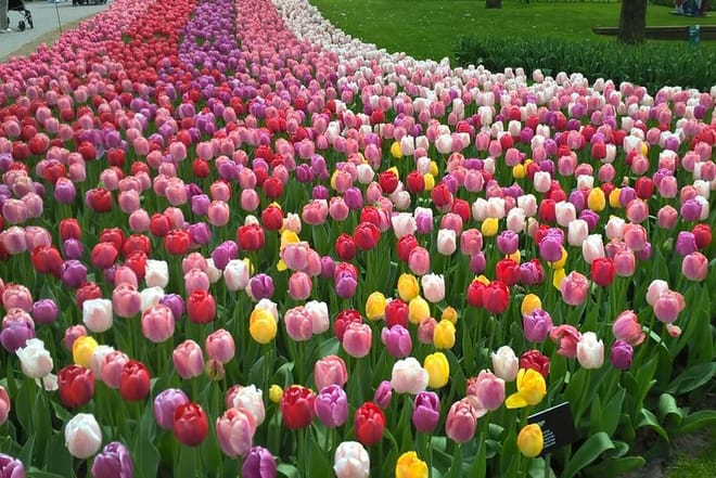 Keukenhof Flower Gardens