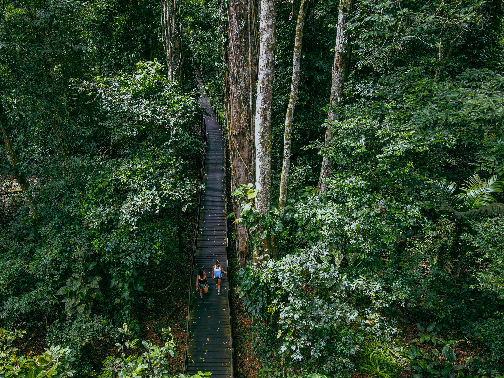 Trail in Puerto Vargas, Cahuita National Park