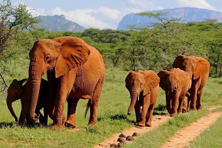 Tsavo west national park
