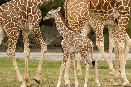 Nairobi National Park and Giraffe Center Day Tour