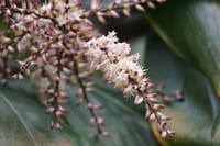 Private Day Tour to South China Botanical Garden from Guangzhou 3