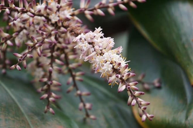 Private Day Tour to South China Botanical Garden from Guangzhou 3