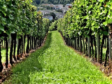 Crete Wine Tour: Discover Local Wineries in Heraklion