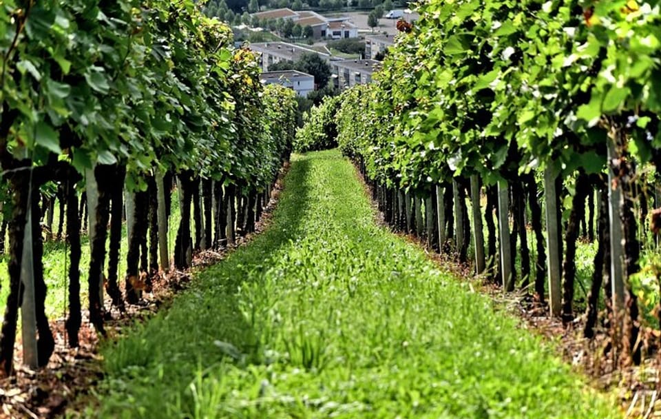 Crete Wine Tour: Discover Local Wineries in Heraklion