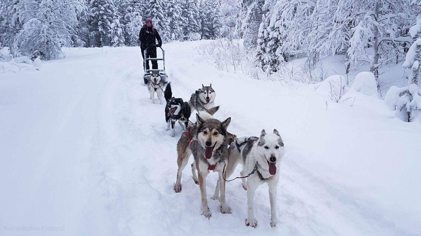 Huskysafari