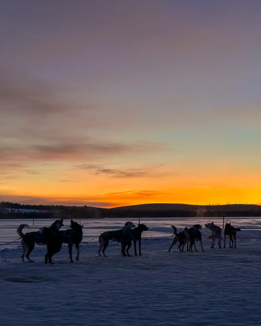 Rovaniemi: Insider Husky Sleigh Ride Adventure