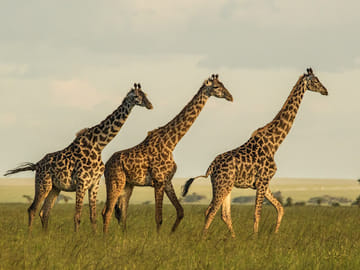 Giraffe in Selous
