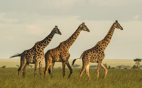 2Nights Ultimate Selous (Nyerere National Park) from Zanzibar