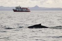 Reykjavík Classic Whale Watching 8