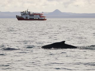 Reykjavík Classic Whale Watching , photo 8