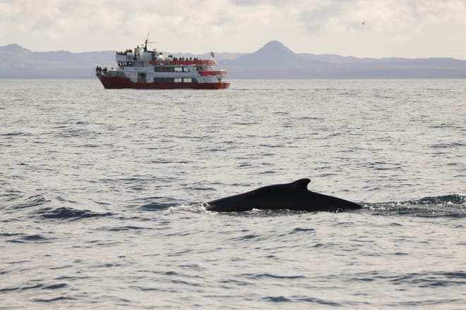 Reykjavík Classic Whale Watching 8