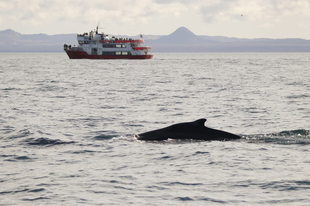 Reykjavík Classic Whale Watching 8