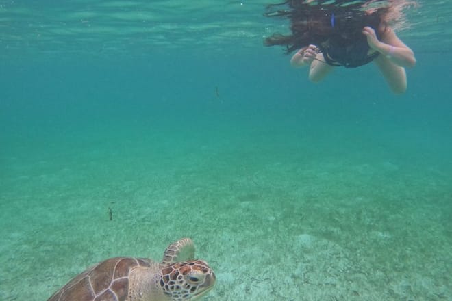 Santuario de tortugas Akumal Snorkel Experiencia marina
