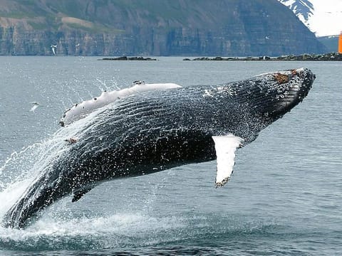 Breaching humpback whale
