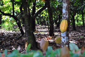 Cocoa trail and making of chocolate tour from Santo Domingo