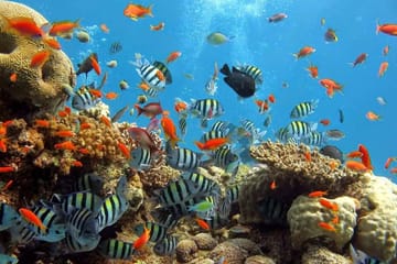 Snorkeling Adventure at Abu Dabbab Bay from Hurghada
