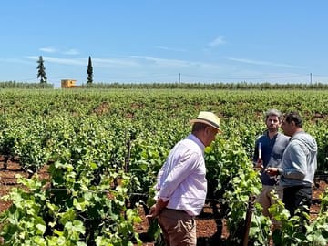 Boutique Winery and Wine Tasting Tour from Fez to Meknes