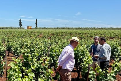 Full Day Boutique Winery and Wine Tasting Tour from Fez to Meknes