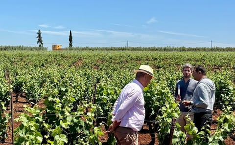 Boutique Winery and Wine Tasting Tour from Fez to Meknes