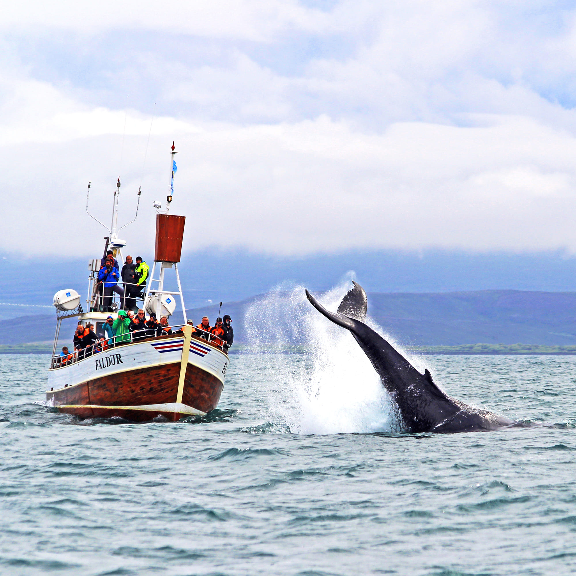 Gentle Giants Whale Watching from Husavik, Iceland - GG1 Whale Watching Tour on Traditional Oak boats with a local Family Company