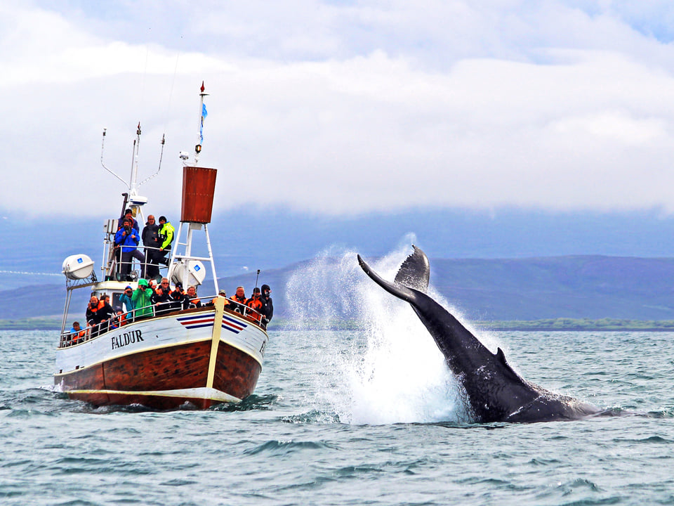 GG1 Whale Watching — Gentle Giants