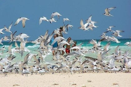 Whale Shark Adventure Day Trip from Zanzibar to Mafia Island