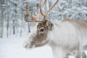 Reindeer Farm Experience