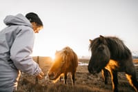 Golden Circle Small Group Tour with Friðheimar Farm Visit 5