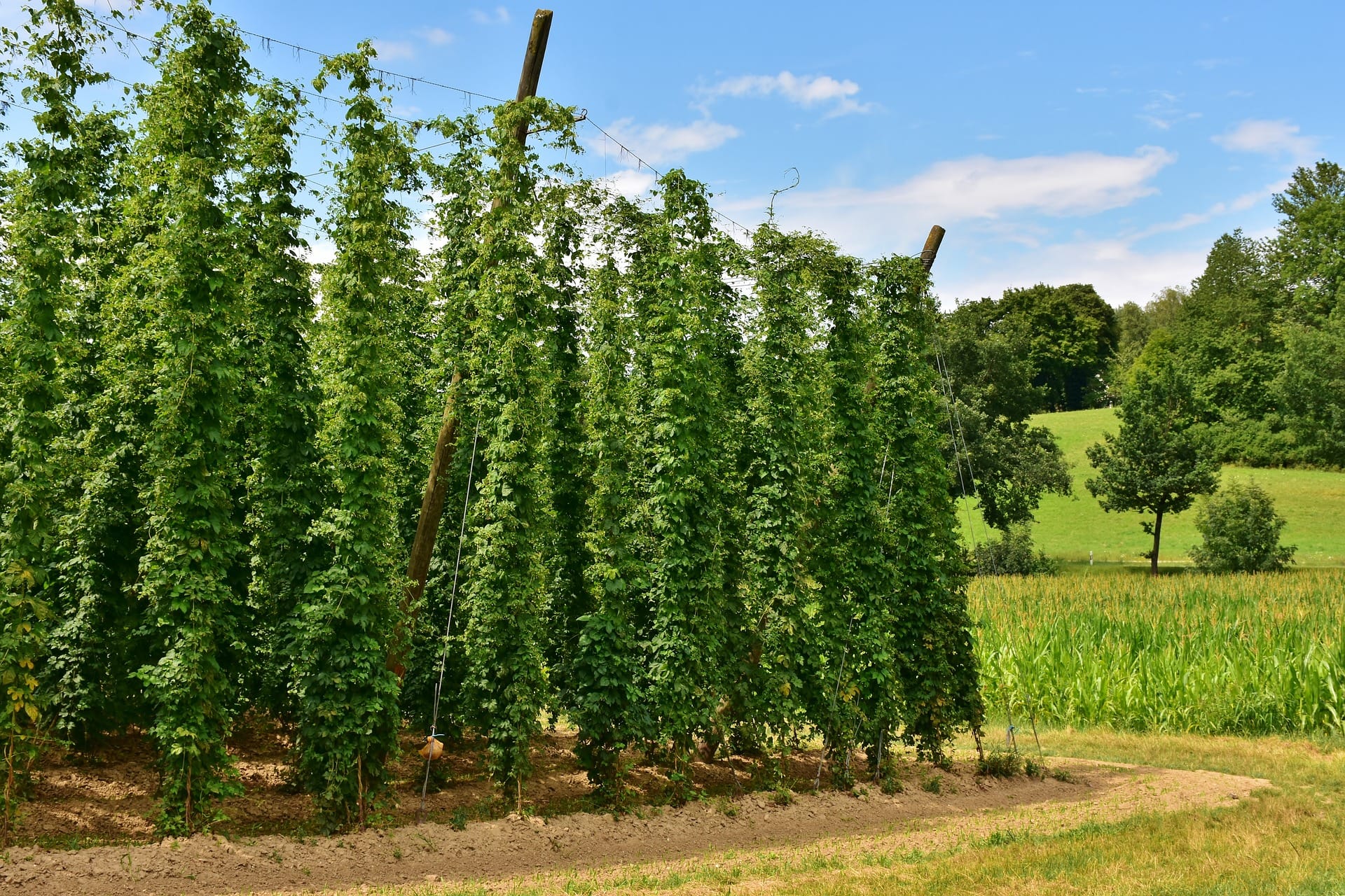 Hopfengarten Hiking Hallertau