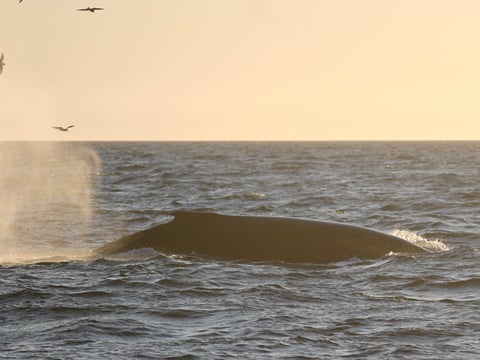 Reykjavík Premium Whales in the Midnight Sun, photo 19