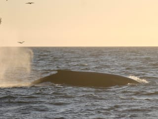 Reykjavík Premium Whales in the Midnight Sun, photo 19