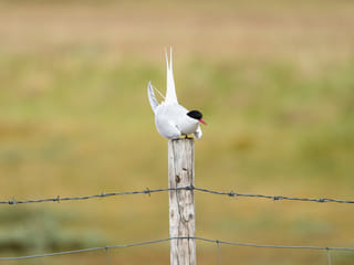3 Day - Westfjords Highlights Adventure, photo 15