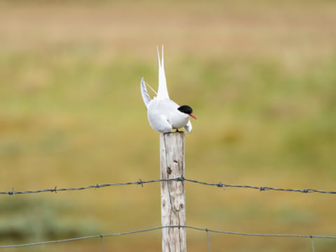 3 Day - Westfjords Highlights Adventure, photo 15