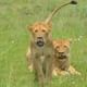 Lions