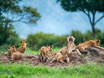 Lioness with cubs in Serengeti