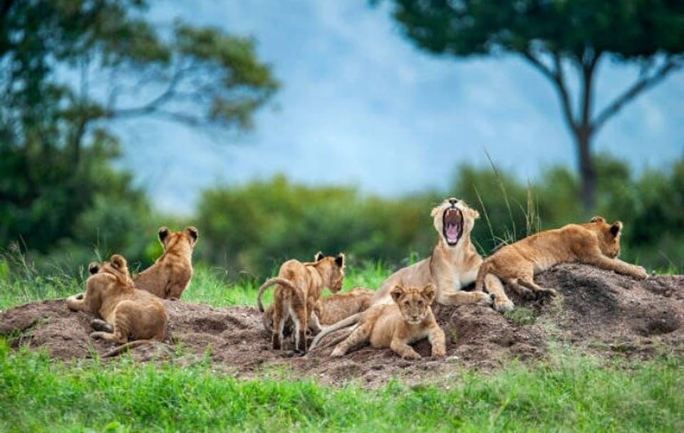 Private 8-Day Kenya and Tanzania Camping Safari from Nairobi