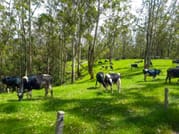 03 Day Nuwara Eliya & Ambewela Tour 2