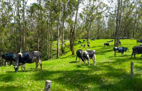 03 Day Nuwara Eliya & Ambewela Tour