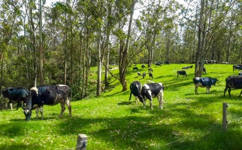 Three-Day Adventure Tour in Nuwara Eliya, Sri Lanka