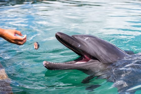 Reykjavik City Walking Tour & Whale Watching Adventure