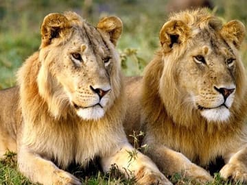 Exclusive Big Five Safari with Wine Tasting & Lunch