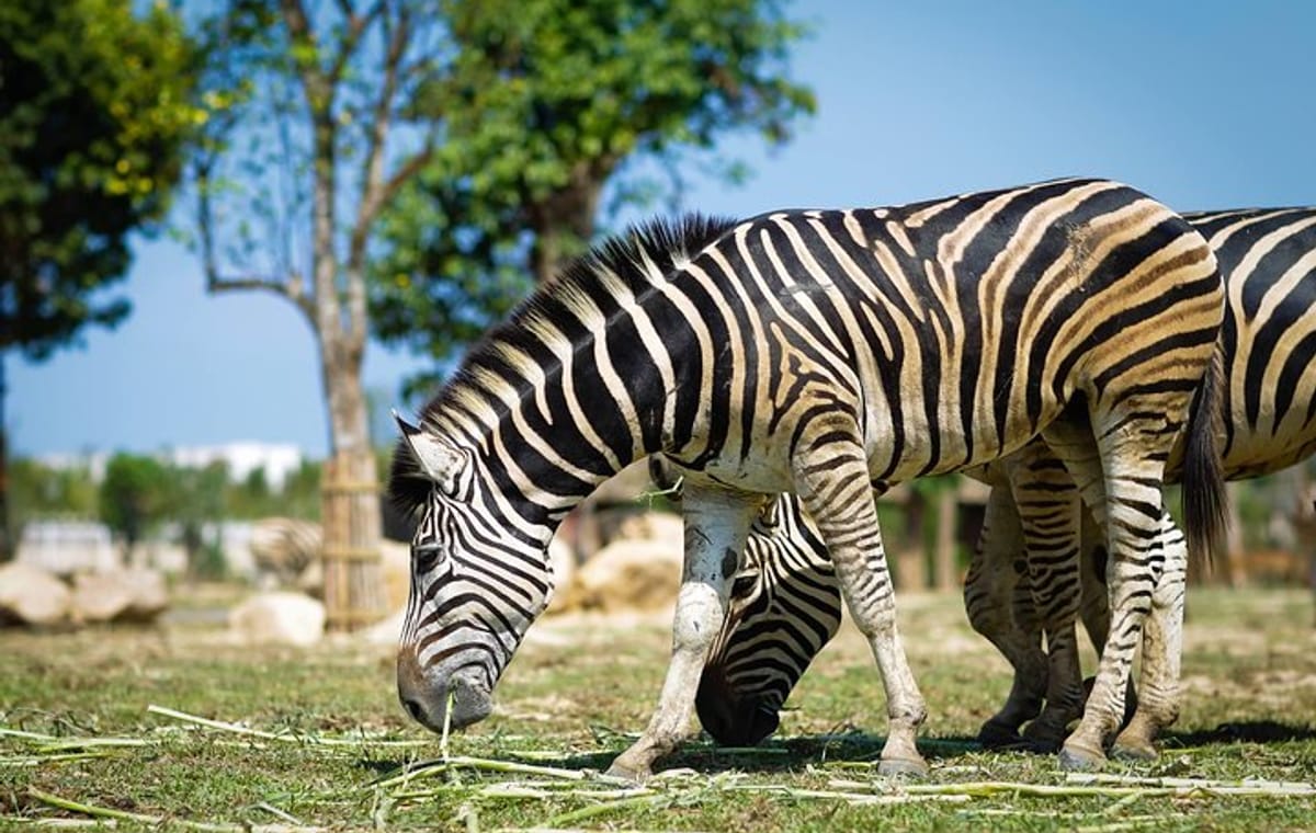 Hoi An: South Hoi An River Safari With Candle-lit Beach Dinner